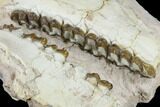 Oreodont (Merycoidodon) Jaw Section - Wyoming #114029-4